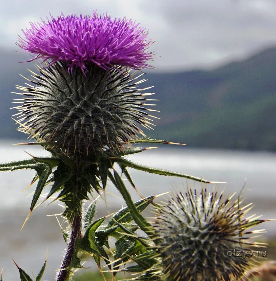 Scotland plants. Чертополох Шотландия. Чертополох символ Шотландии. Чертополох Thistle шотландский. Национальный цветок Шотландии чертополох.