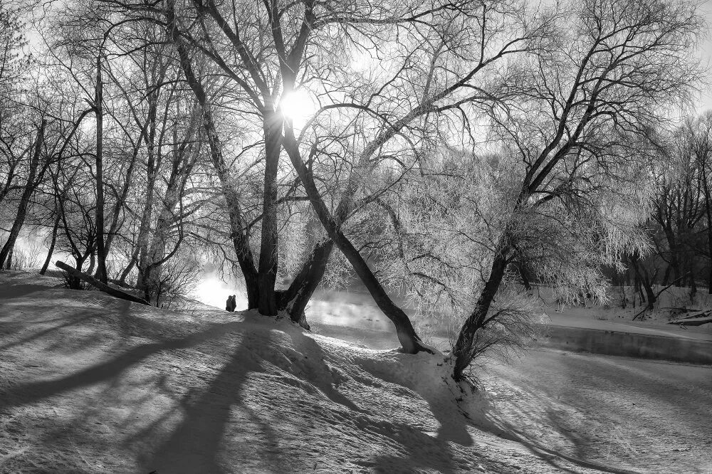 Чб зимы не будет. Черно белая зима фото высокого расширения. Хвоя в снегу. Снежные деревья чб. Чб зимы не будет.