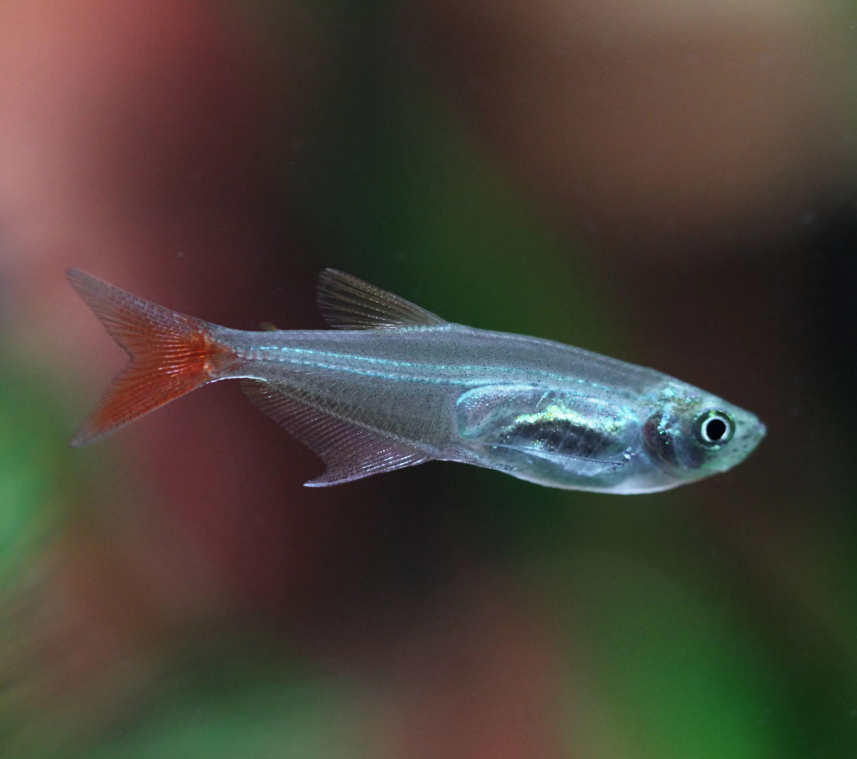 Тетра стеклянная рыбка аквариумная. Prionobrama filigera. Стеклянный окунь глофиш. Расбора Бригитта.