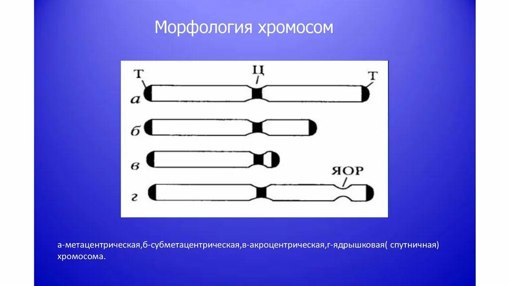 Какую форму имеет хромосома. Метацентрические хромосомы. Морфология хромосом метацентрические субметацентрические. Мето центрические хромосомы. Акроцентрическая Метацентрическая хромосома.