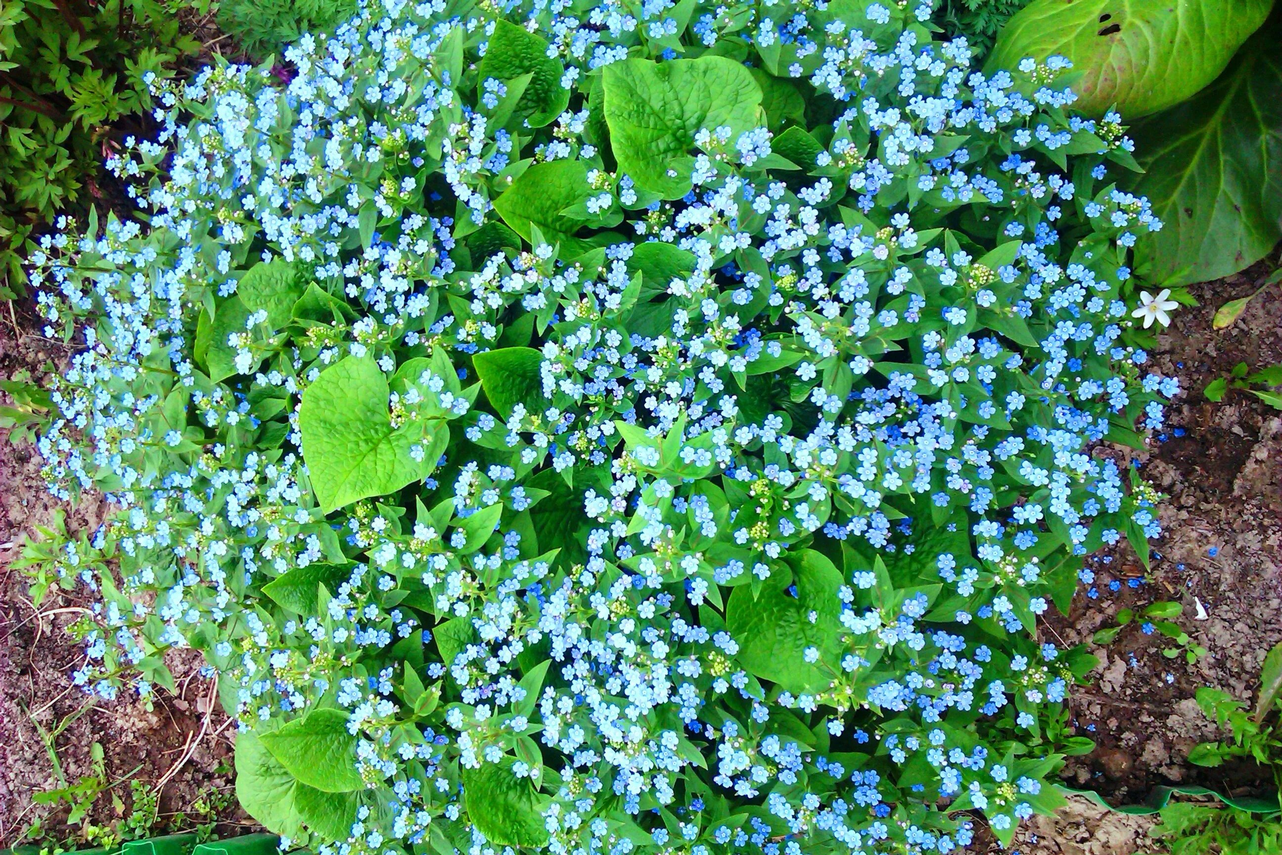 Бруннера Сибирская. Бруннера Сибирская Brunnera sibirica. Незабудка Бруннера Сибирская цветок. Садовая Незабудка Бруннера.