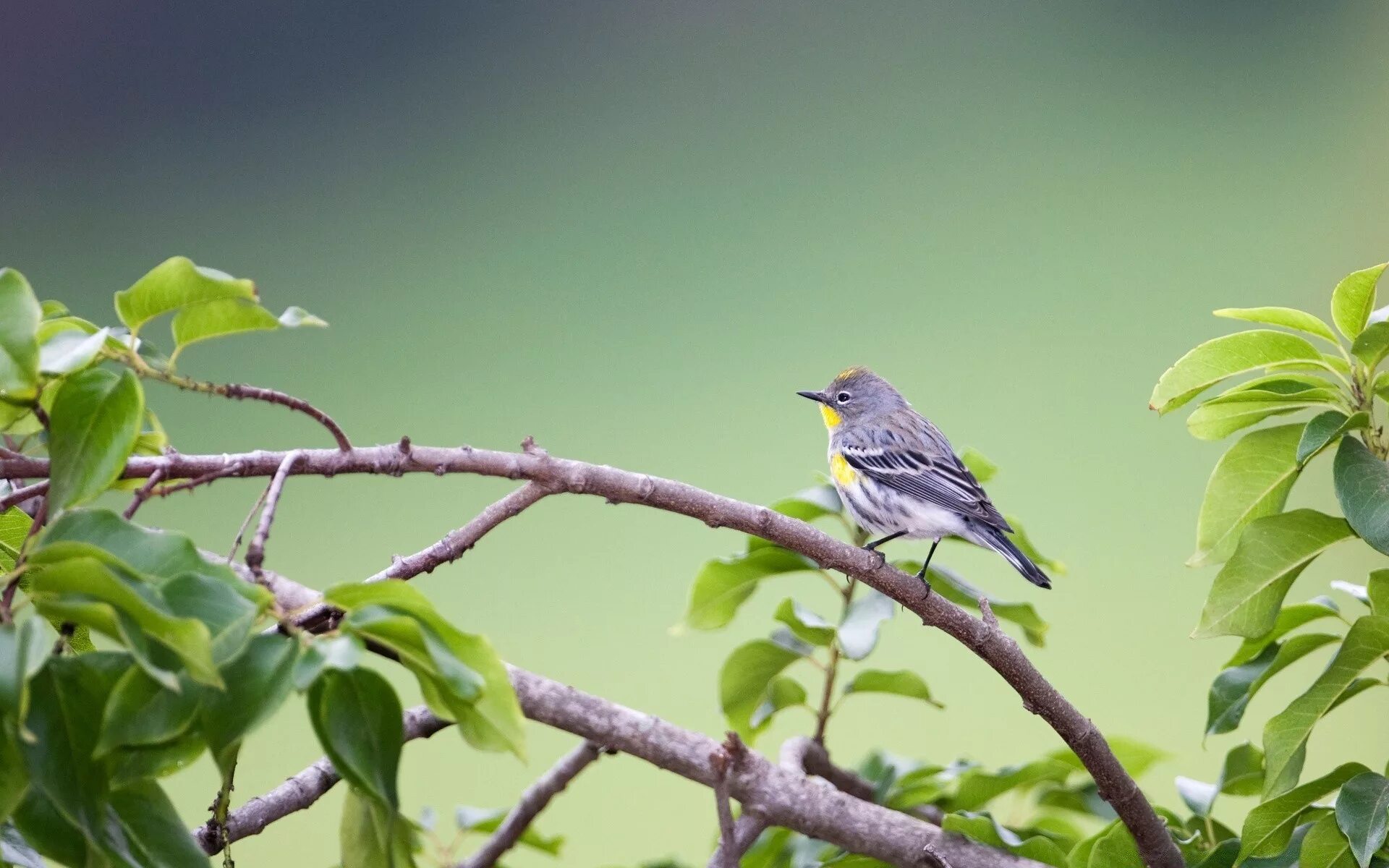 Птица Yellow Rumped Warbler. Птица на ветке. Птицы весной. Перелетная птица поет