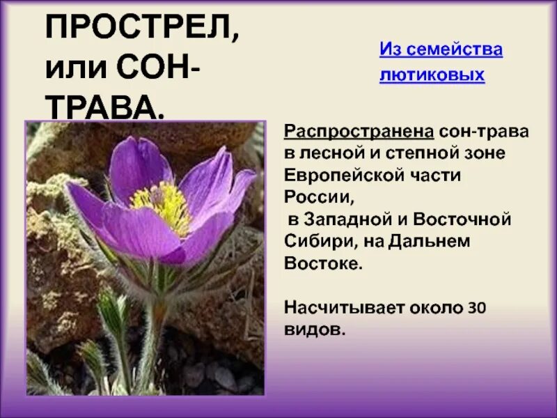 Сон трава почему так назвали. Прострел Луговой (сон-трава).. Прострел виолацея. Прострел раскрытый. Прострел сон трава красная книга.