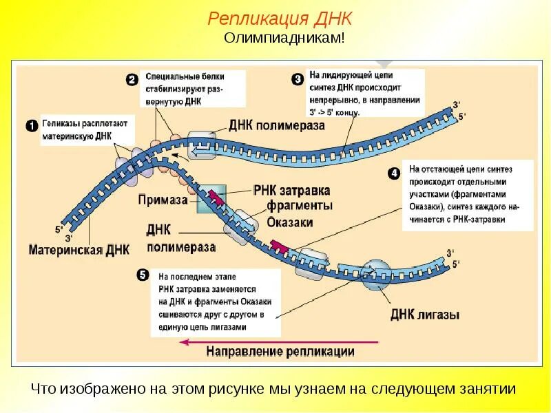 Выберите по каким закономерностям происходит репликация днк. Репликация молекулы днк этапы. опишите основные этапы репликации днк. процесс репликации дезоксирибонуклеиновой кислоты. схема репликации днк.