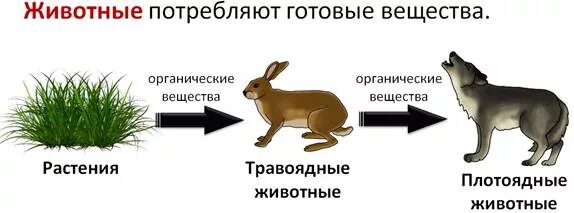 Примеры из жизни животных Презентации "Симметрия" Математика Презентации 10 класс