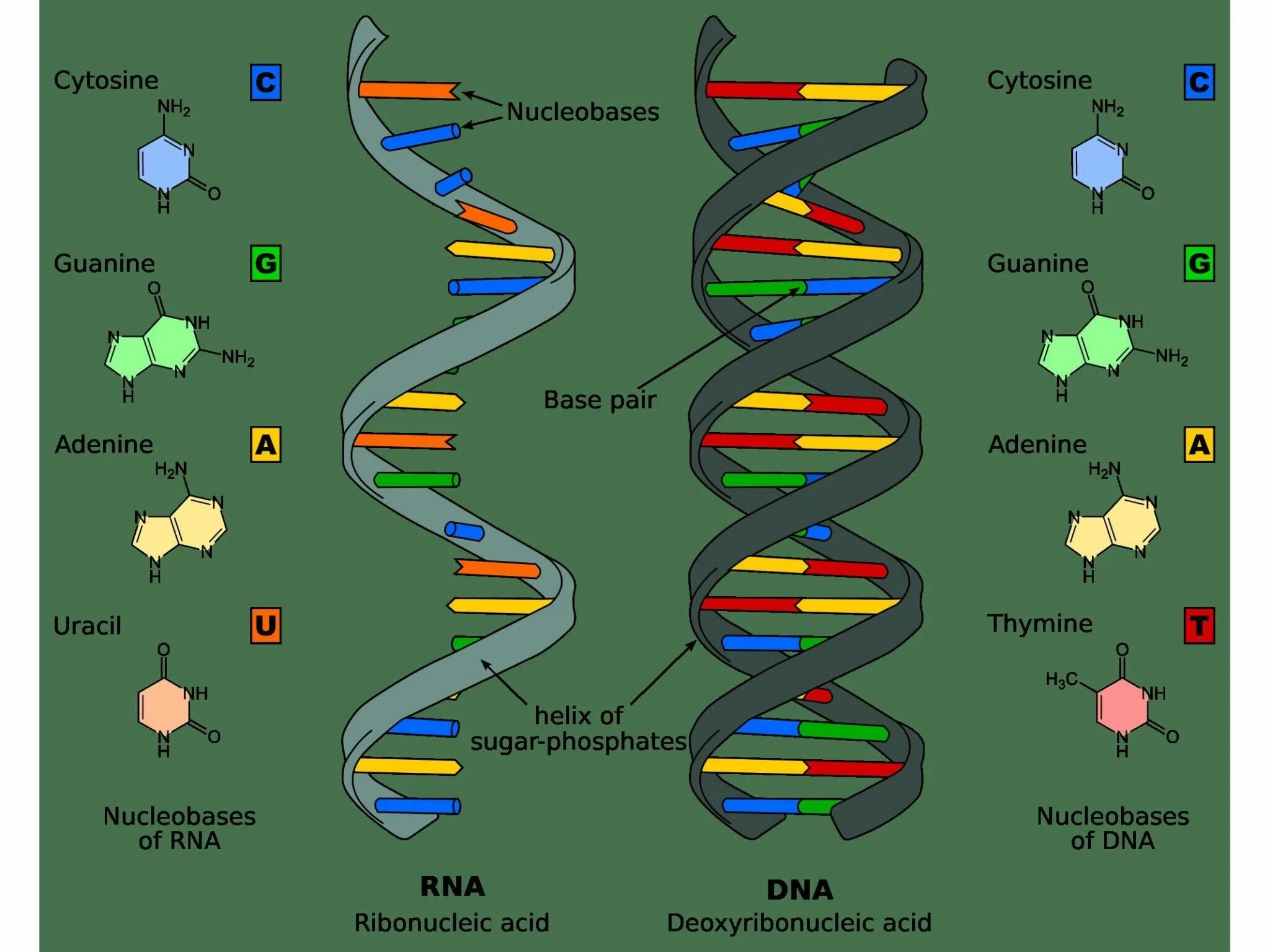 Днк и рнк общее. Как выглядит молекула ДНК И РНК. ДНК И РНК. Схема строения ДНК И РНК. Модель молекулярной структуры ДНК.