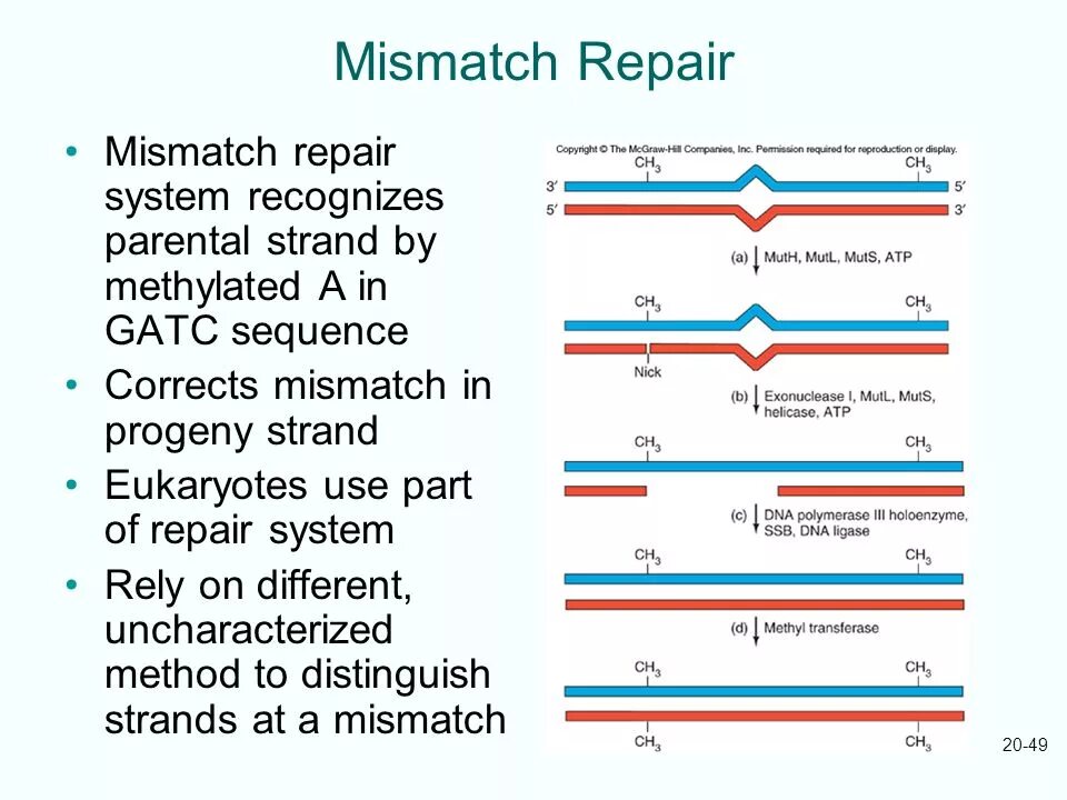 Subsystem id mismatch atiwinflash. Mismatch repair. mismatch repair system. система репарации mismatch repair:. mismatch repair болезни.