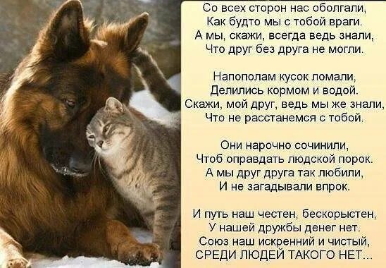 Дружба собак стих. Дружба собаки и кошки стихи. стихи про кошек и собак. стихи про дружбу кота и собаки. стих про кота и собаку.