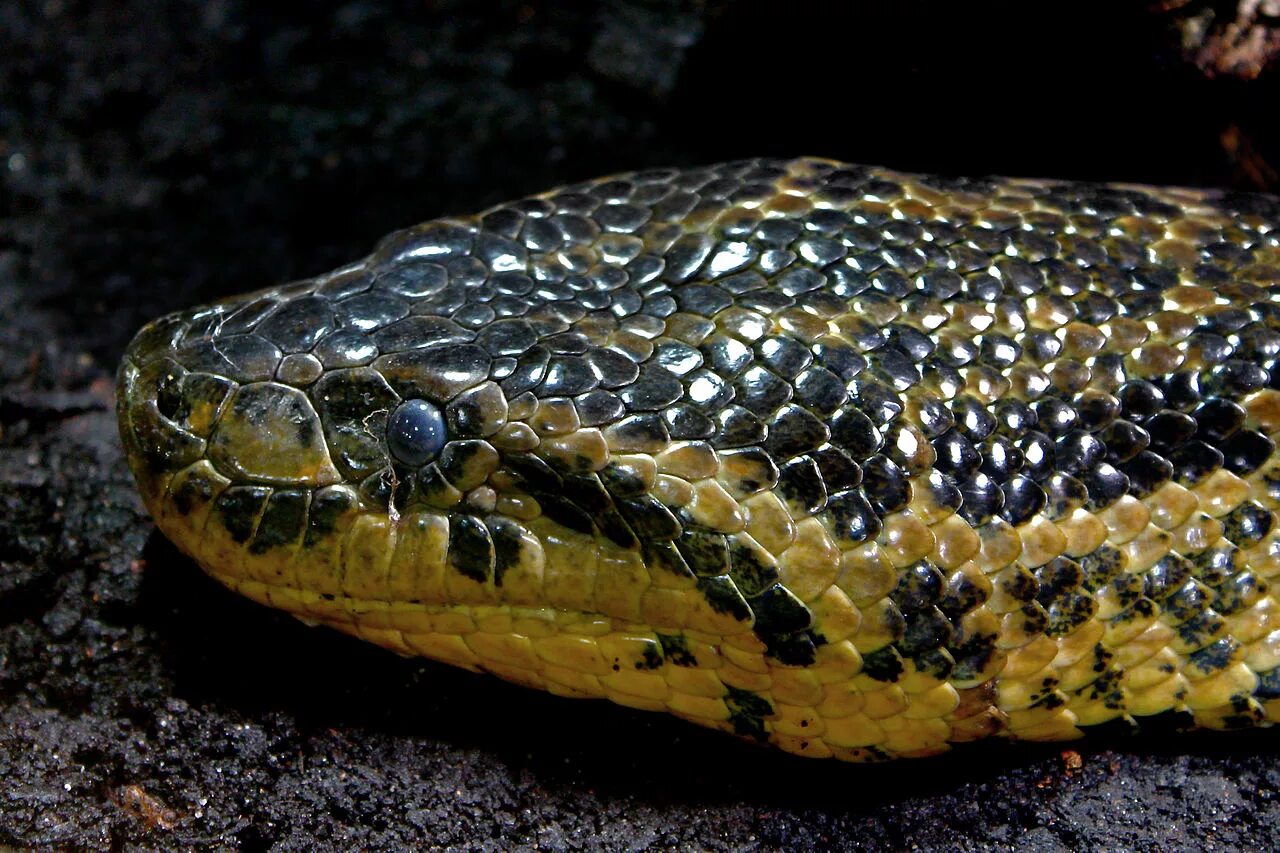 Анаконда змея. Анаконда eunectes murinus. Змея зеленая Анаконда. Желтая Анаконда.