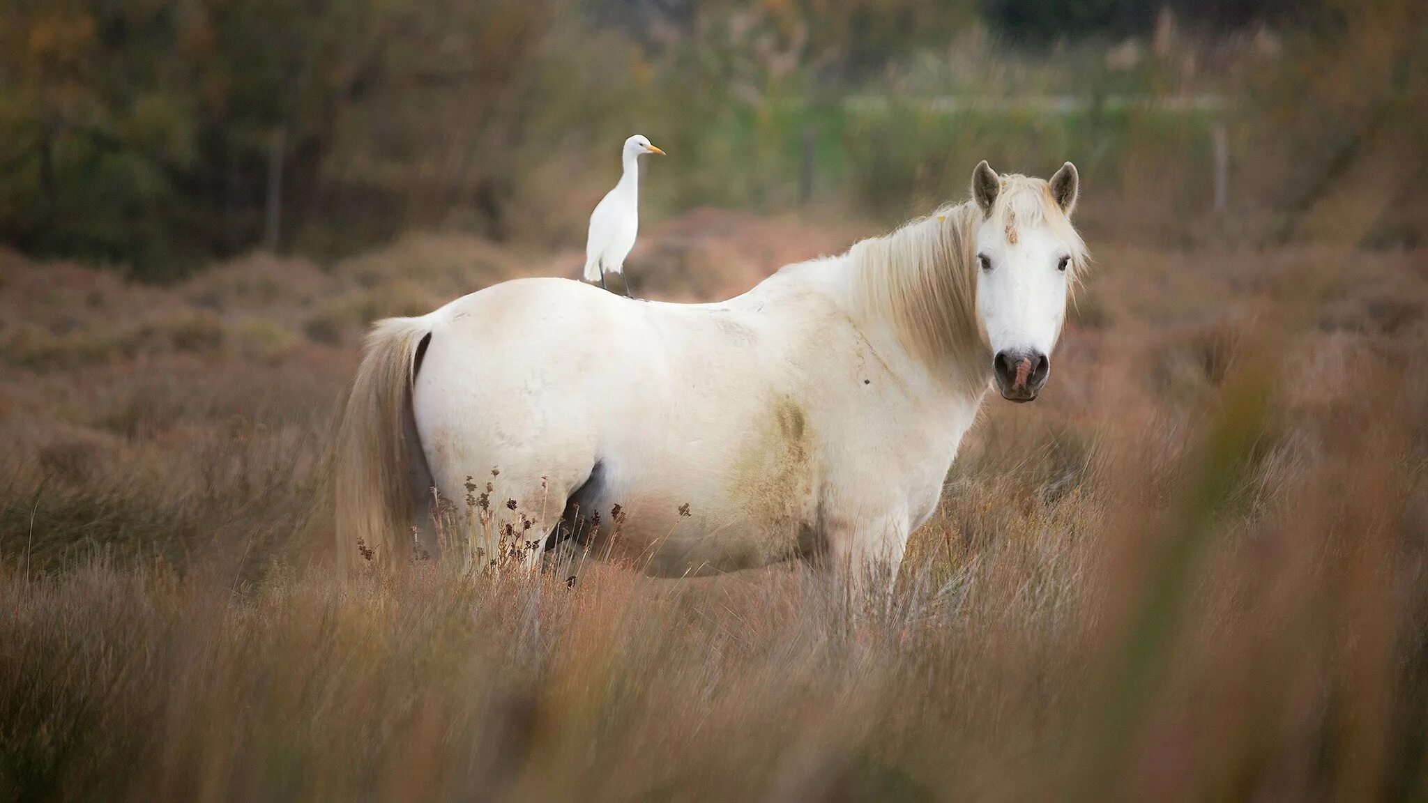 Полу птица полу лошадь. Лошади. Белая лошадь. Лошади на природе. Красивая белая лошадь.