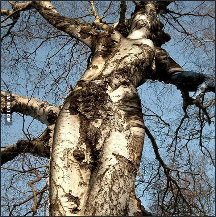 tree face Faeries, Tree woman, Tree faces