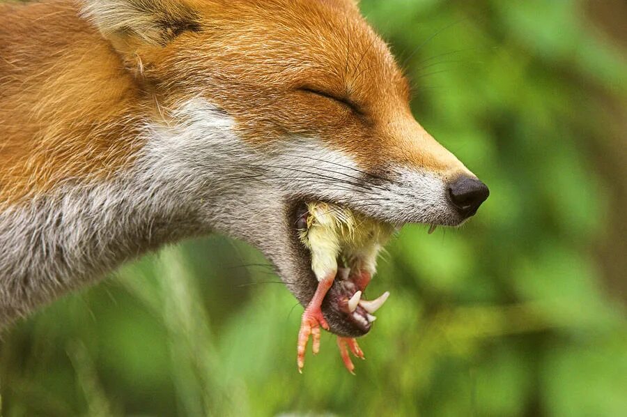 Лисица обыкновенная лисица. Лиса. Лиса из роблокса роблоксерша. Лиса огнёвка и обыкновенная. Лиса обычная.