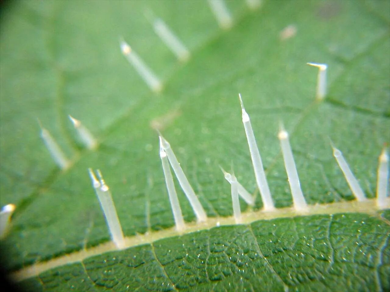 Ядовитые иглы. Трихомы крапивы под микроскопом. Трихома листьев крапивы. Трихомы фиалки. Лист крапивы под микроскопом.