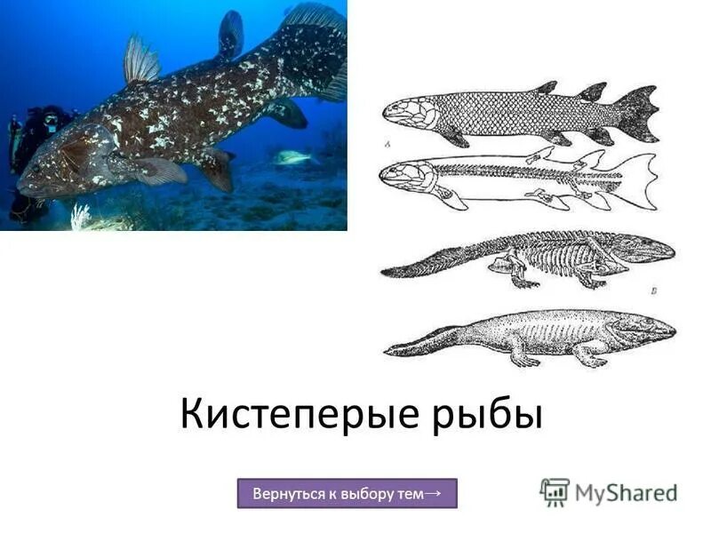 Кистепёрая латимерия. Обоснуйте эволюционное значение кистеперых. Кистеперая рыба латимерия. Обоснуйте эволюционное значение кистеперых. Строение плавника кистеперой рыбы.