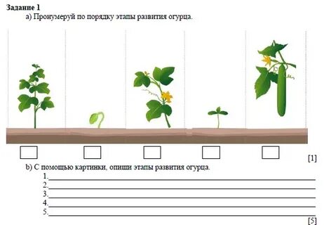 Пронумерованы по порядку