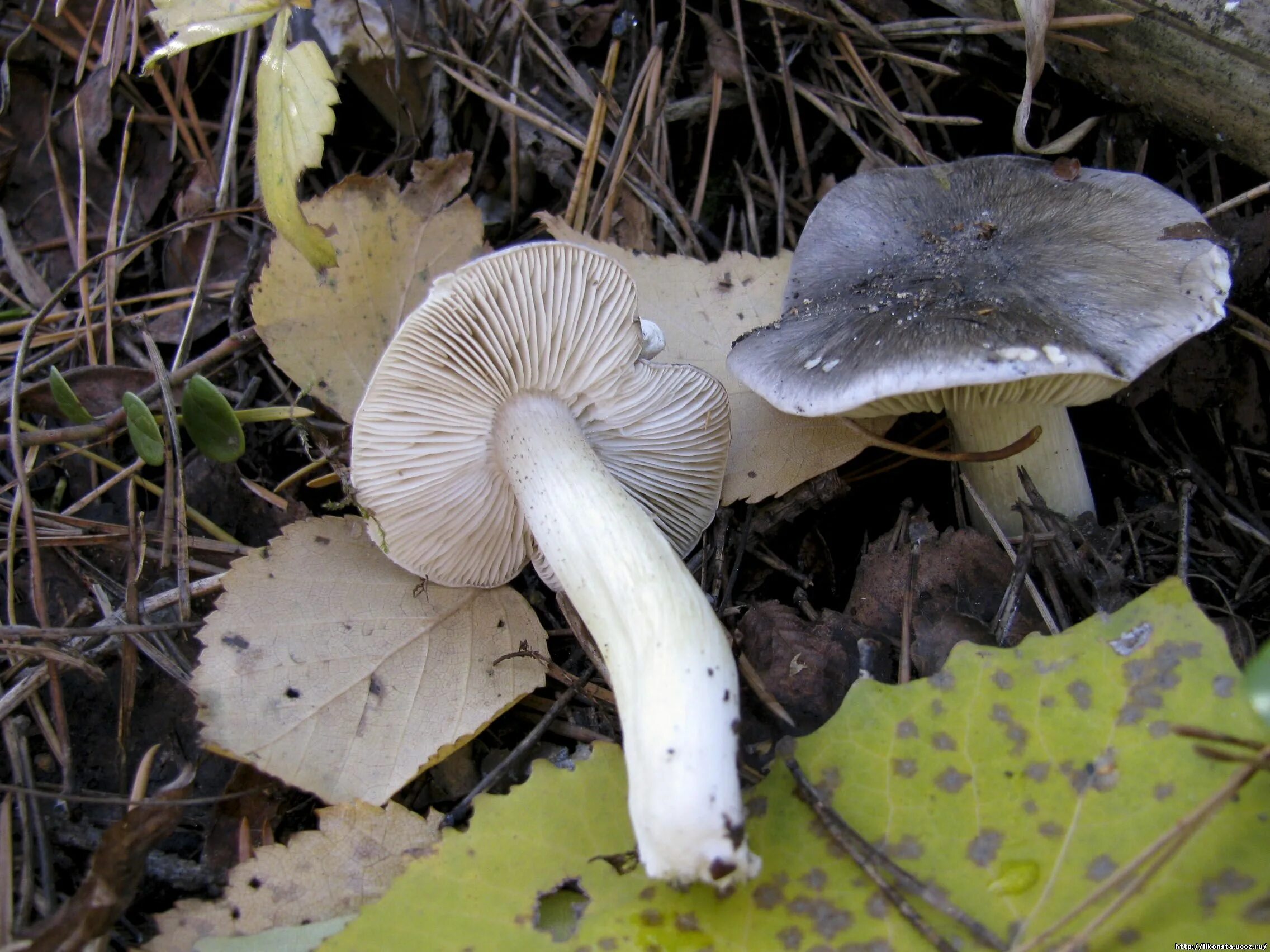 рядовка горчак. рядовка пятнистая (tricholoma pessundatum). рядовка тополевая несъедобная. рядовка тополевая несъедобная. гриб рядовка серая.