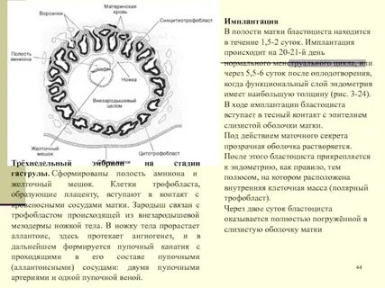 Время имплантации эмбриона в матку