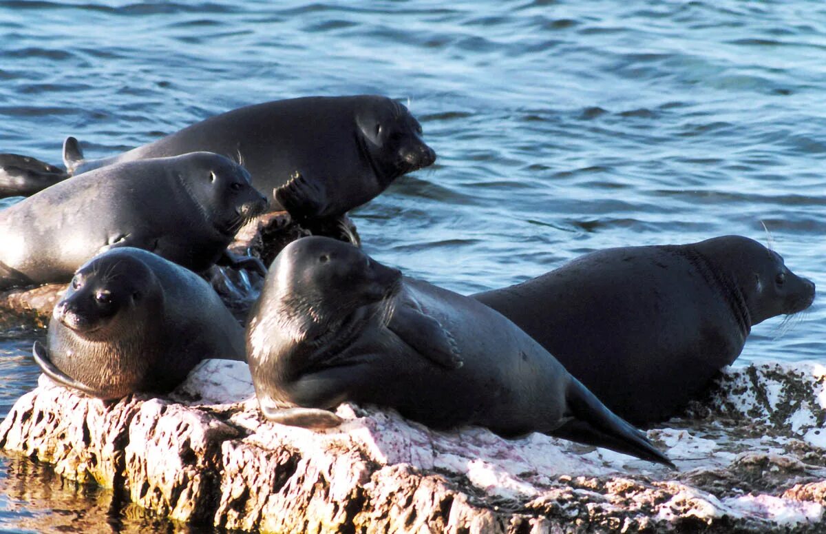 Озеро байкальская нерпа. Байкальская нерпа на байкале. Озеро байкал ушканьи острова. Байкальская нерпа. Ушканьи острова байкал тюлени.