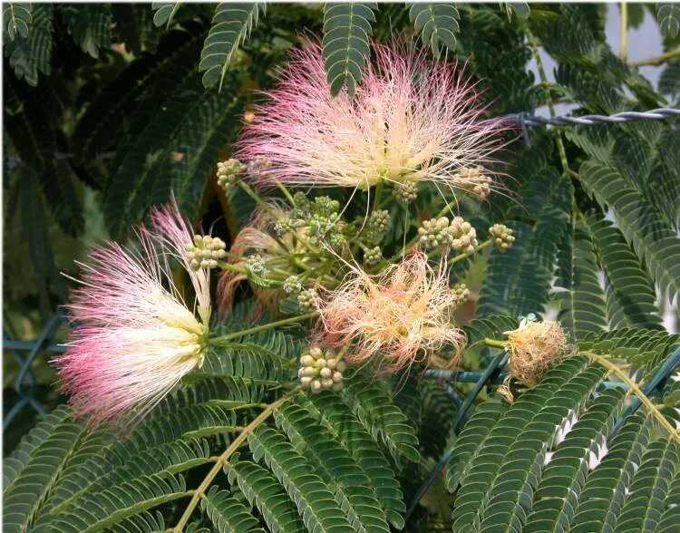 Albizia closed leaves описание. Альбиция помпадур. Цветение мимозы в абхазии. Альбиция ленкоранская - albizia julibrissin. Альбиция шёлковая ленкоранская акация.