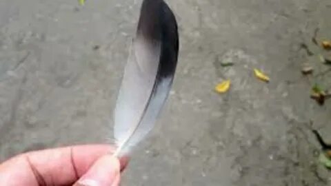 Перо дома это