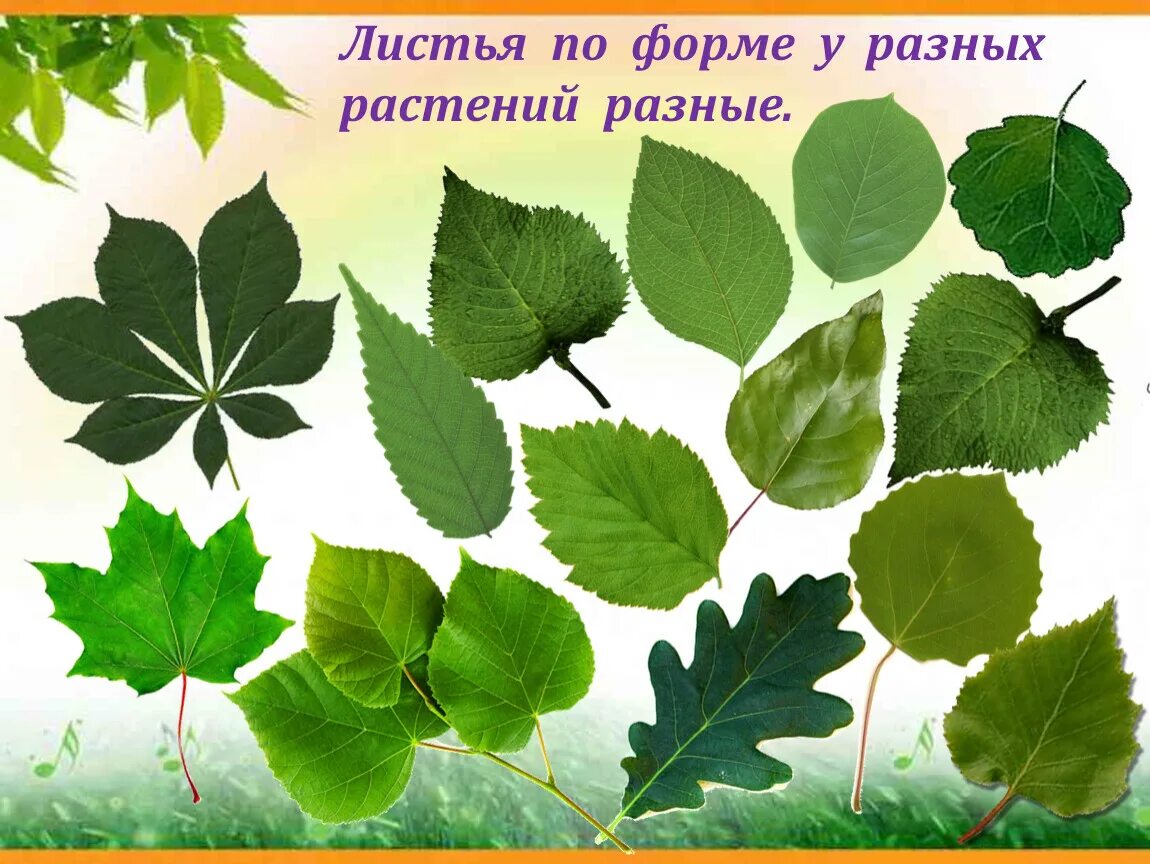 Какие листочки у цветов. Листья деревьев. Листья кустарников. Форма листьев деревьев. Листья различных растений.