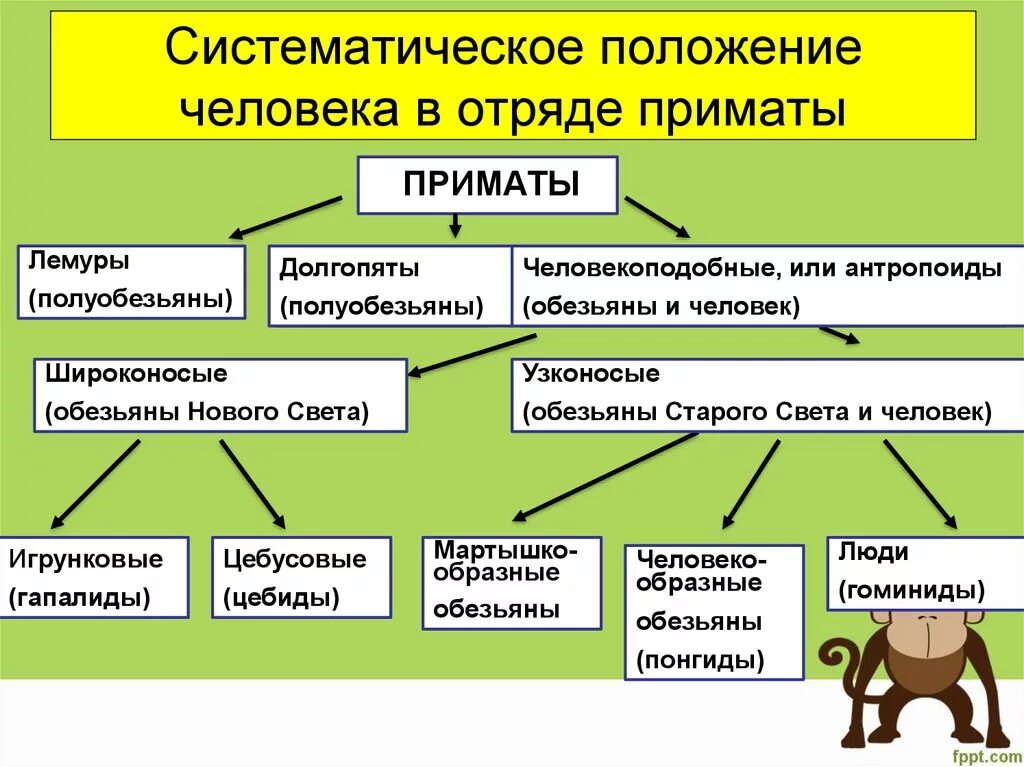 Человек как представитель царства животных реализует. Отряд приматы классификация. Систематика приматов. Систематическое положение человека в отряде приматов. Отряд приматы систематика.