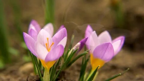 Климаксан гүлінің фотосы