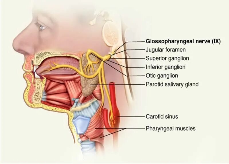 Языкоглоточный нерв. Языкоглоточный нерв анатомия. Nervus glossopharyngeus схема. Языкоглоточный нерв строение.