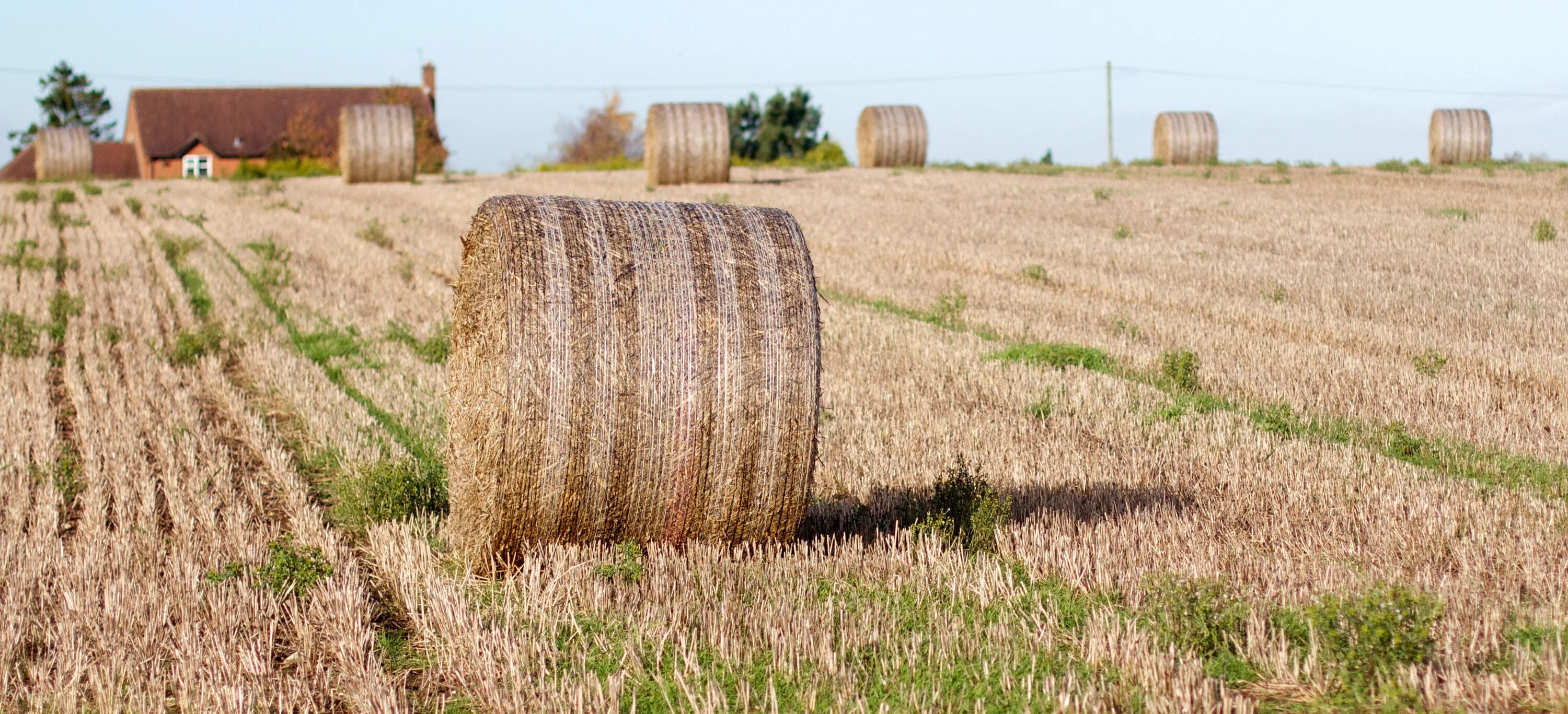 Трава сено. Fields near the River. Near field