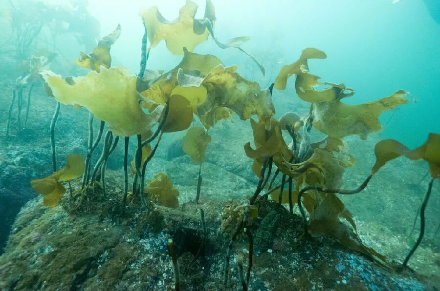 Ламинария в холодных морях. Бурые водоросли. Ламинария японская. Ламинария в море. Ламинария макро.