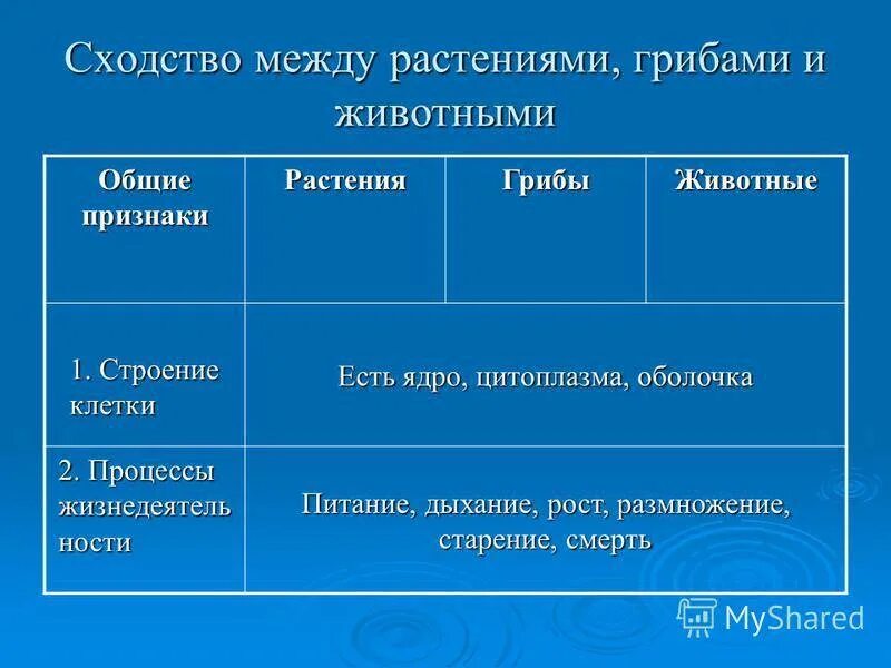 Сходством грибов с растениями является. Сходство и различие грибов растений и животных. Различие между грибами и растениями. Сходство между грибами и растениями. Сходства и различия грибов и животных.