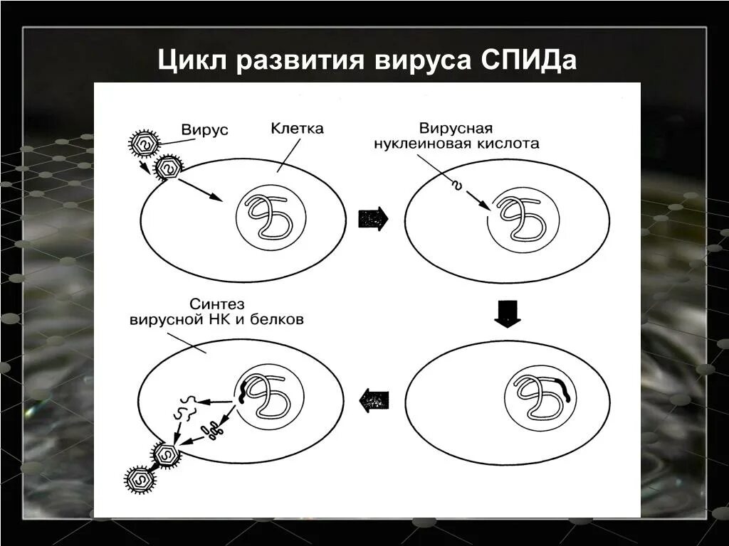 Цикл развития вируса ВИЧ. Этапы вируса цикл развития. Жизненный цикл вируса схема. Цикл развития вирусов схема.