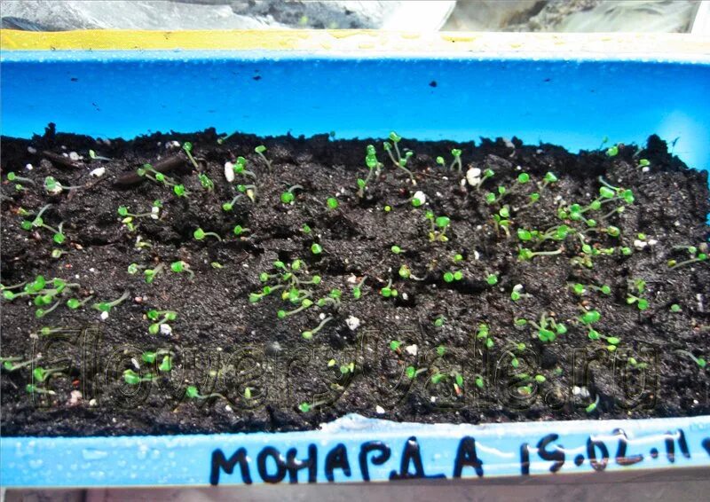 Odontarrhena tortuosa - Image of an specimen - Plantarium