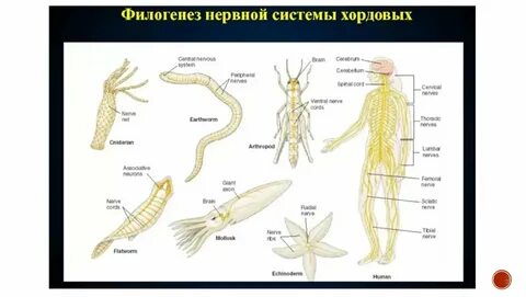 Тип нервной системы у хордовых животных