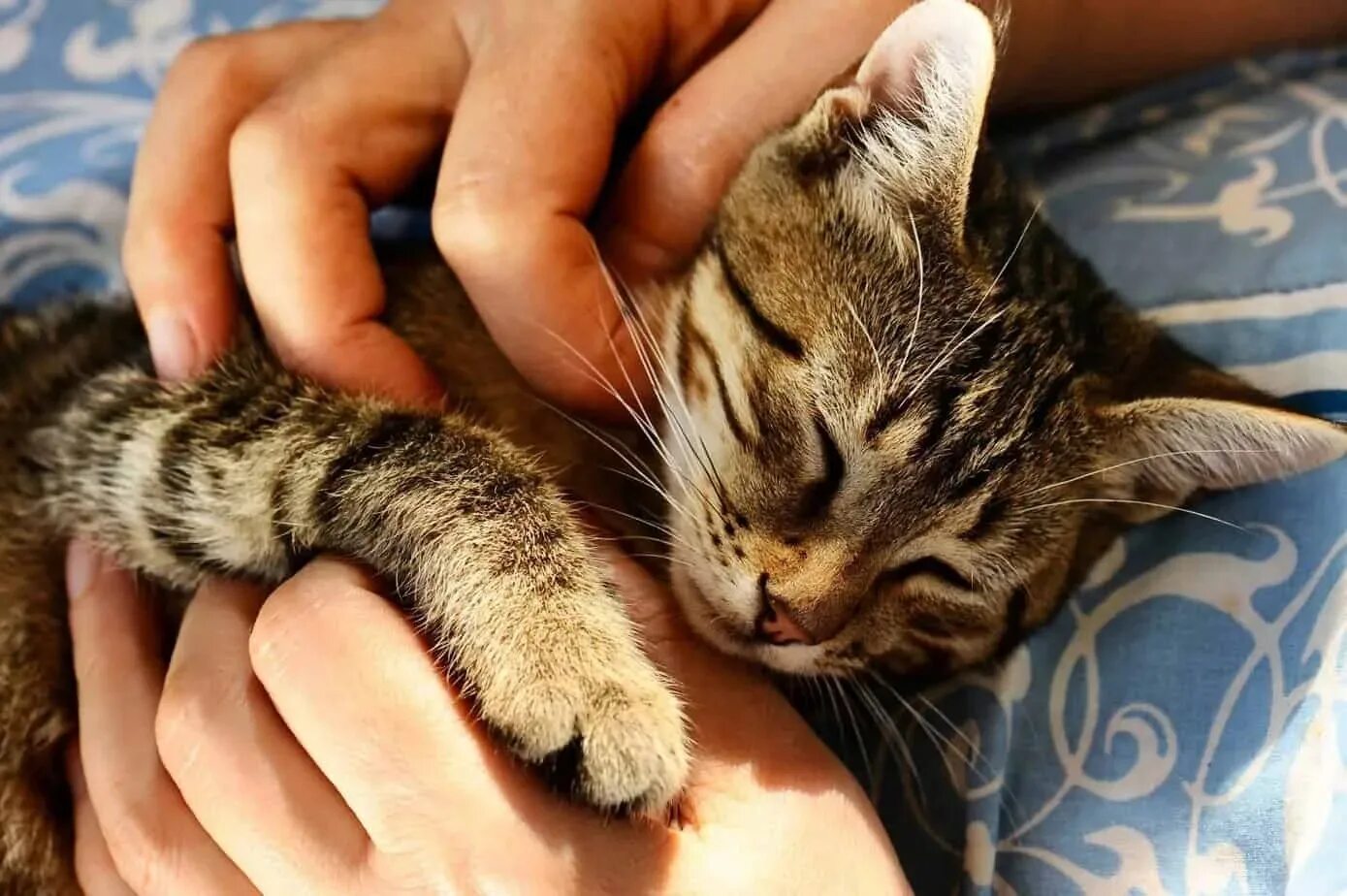 Довольно мурлыкает кошка. Гладить кошку. кошка мурлычет. кошка ласкается. кошку глядят.