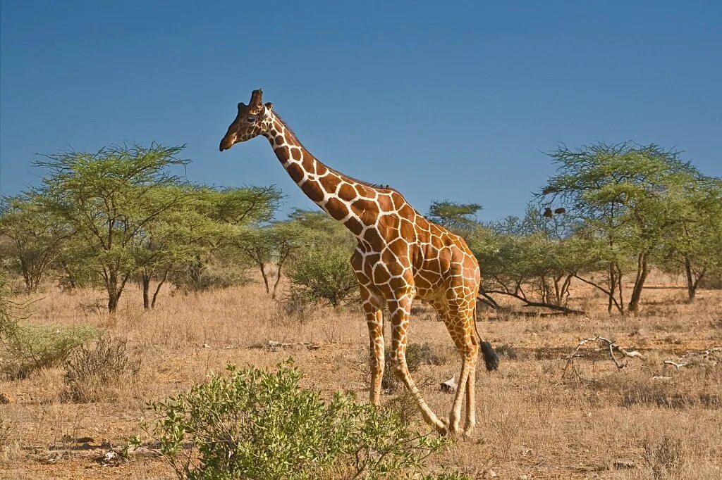Жираф. Среда обитания жирафа. Жираф в Танзании. Жирафы в природе.