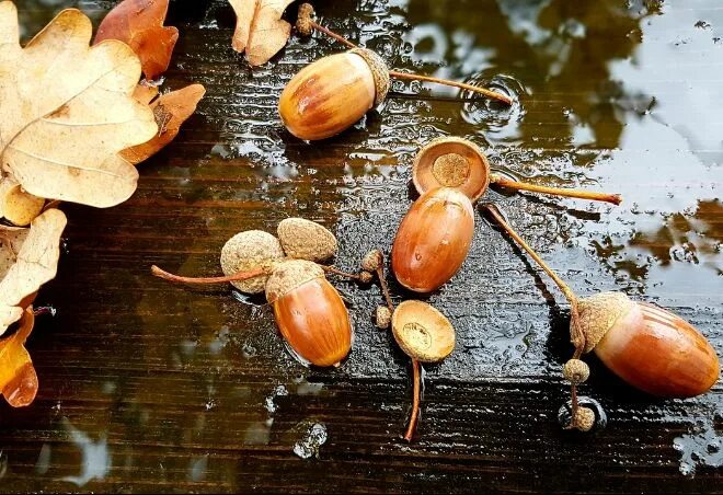 The acorn stock image. Image of single, nature, copyspace - 46007969