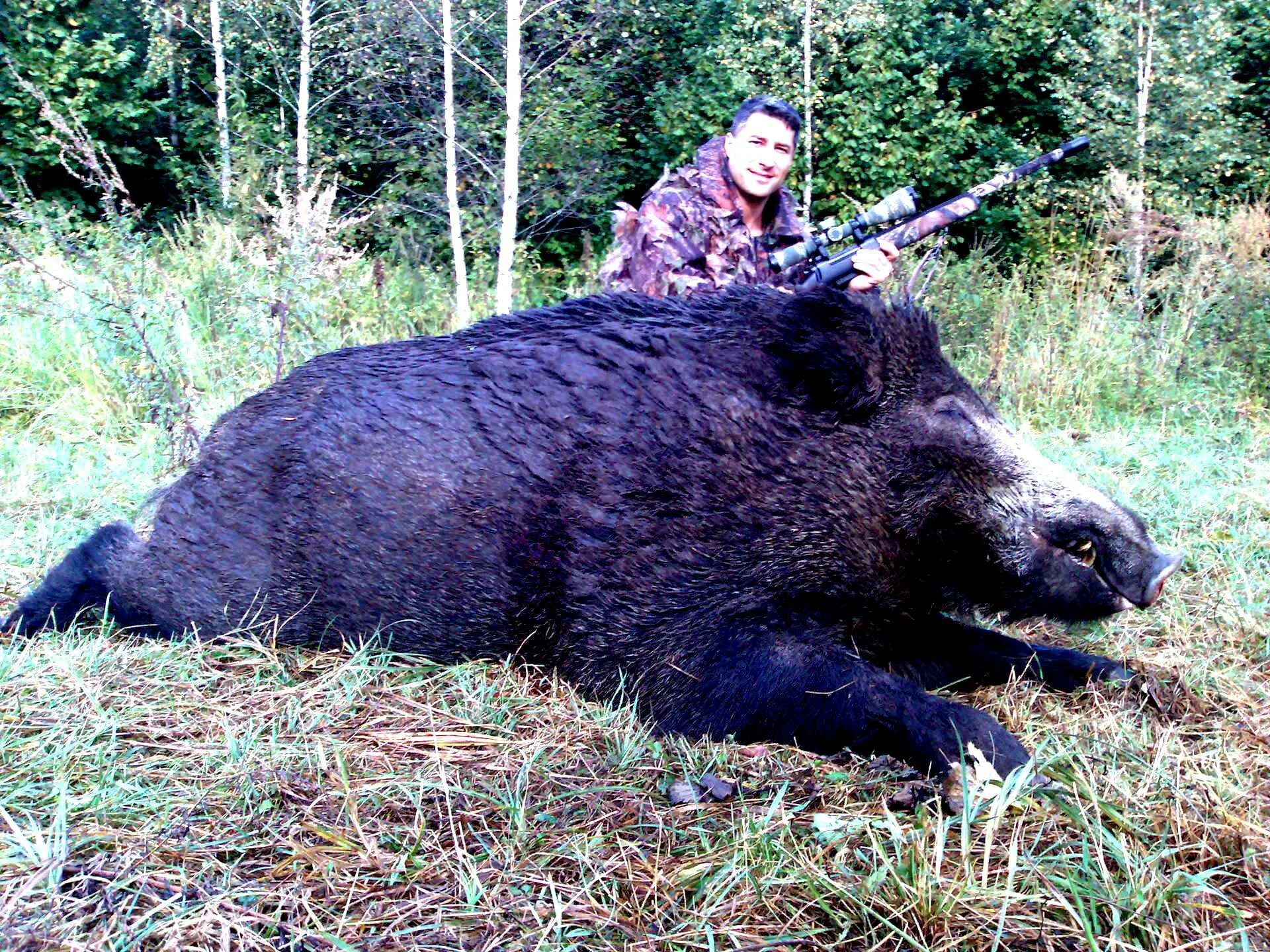 Кабан нападает на человека. Музыка кабан. Кабан раст. Кабан нападает на человека. Кабан бита.