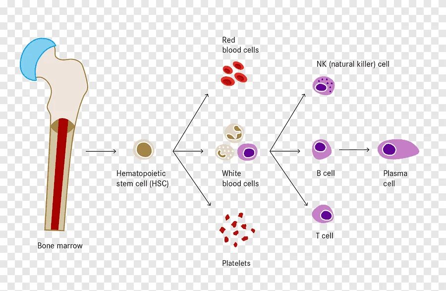 Кровь кости на русском языке. Гемопоэз лейкоз. Bone marrow Stem Cells. Схема гемопоэза. Гемопоэтическая стволовая клетка.