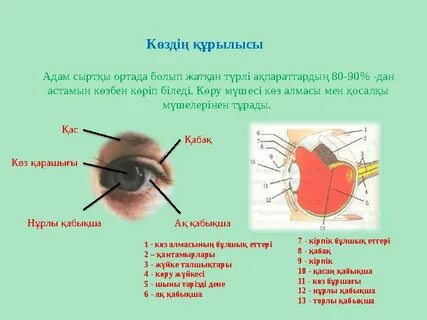 Бір топ ер адамдар стриптизші қызды қарап отыр