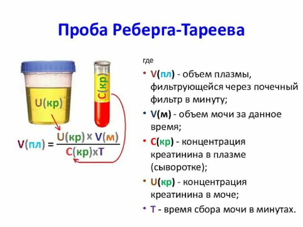 Методика исследования пробы Реберга. Методика исследования пробы Реберга Тареева. Проба Реберга-Тареева методика проведения. Проба Реберга методика определения.