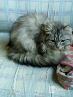 Отдам кота в москве