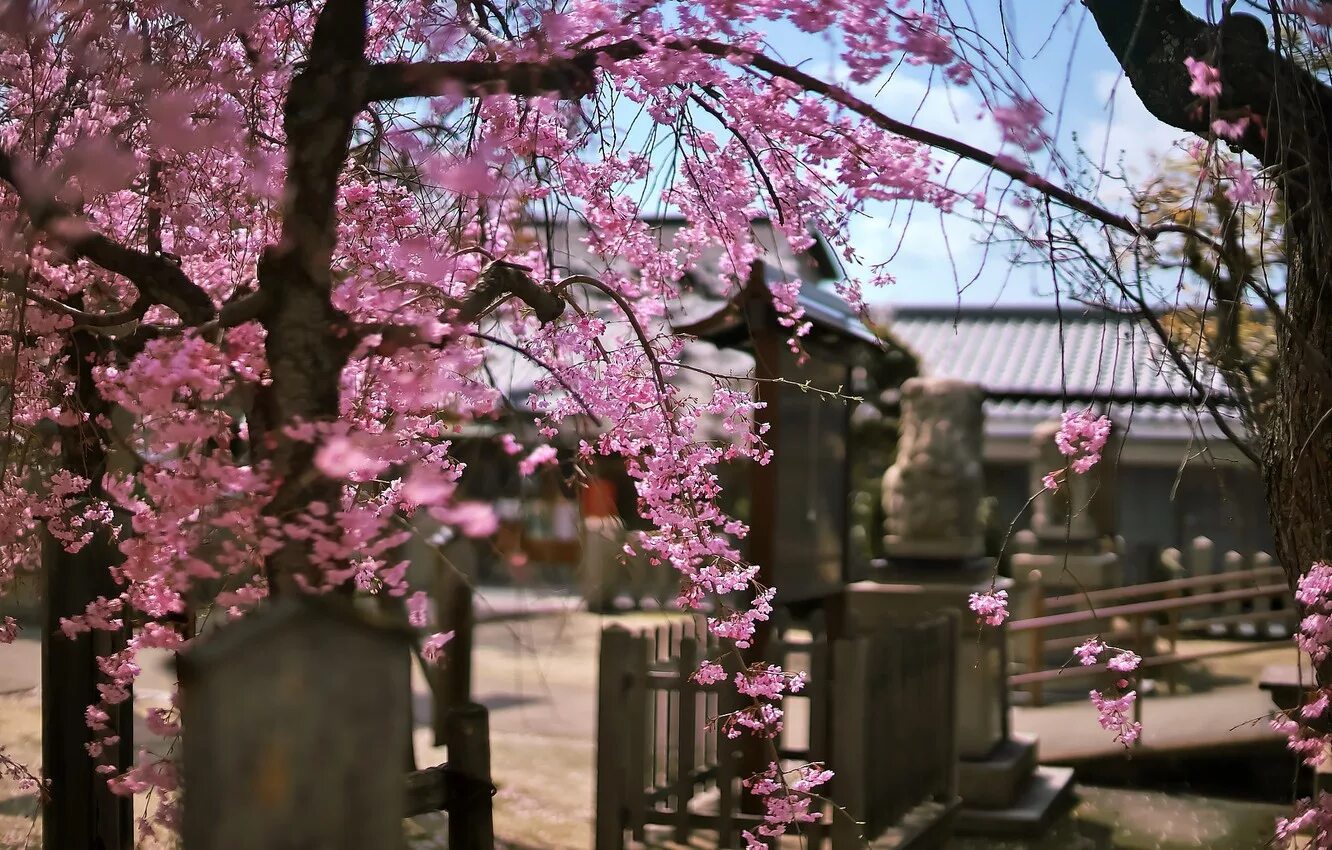 Цветение Сакуры в Японии сады. Цветущая Сакура в Японии сад. Япония дерево Сакура. Сакура дерево цветение.