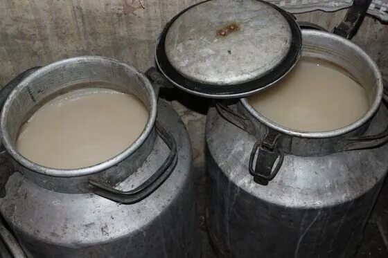 Фляга бражки. Сахарная брага для самогона. Алюминиевая фляга с брагой. Самогонный аппарат из фляги 25 литров с сухопарником. Гидрозатвор на флягу 40 литров для браги.