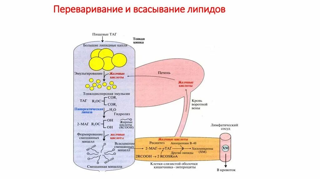 Ресинтез липидов схема. Схема транспорта липидов. Переваривание фосфолипидов биохимия. Переваривание и всасывание липидов схема.