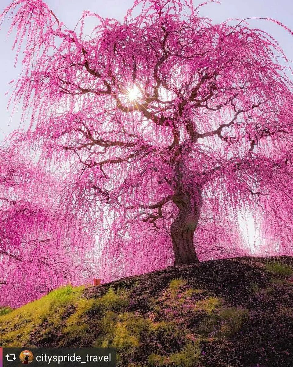 Покажи красивое дерево. Сакура дерево. Сакура плакучая. Розовое дерево Байя. Сакура Дикая вишня.