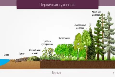 В чем состоит биологическая роль сукцессий