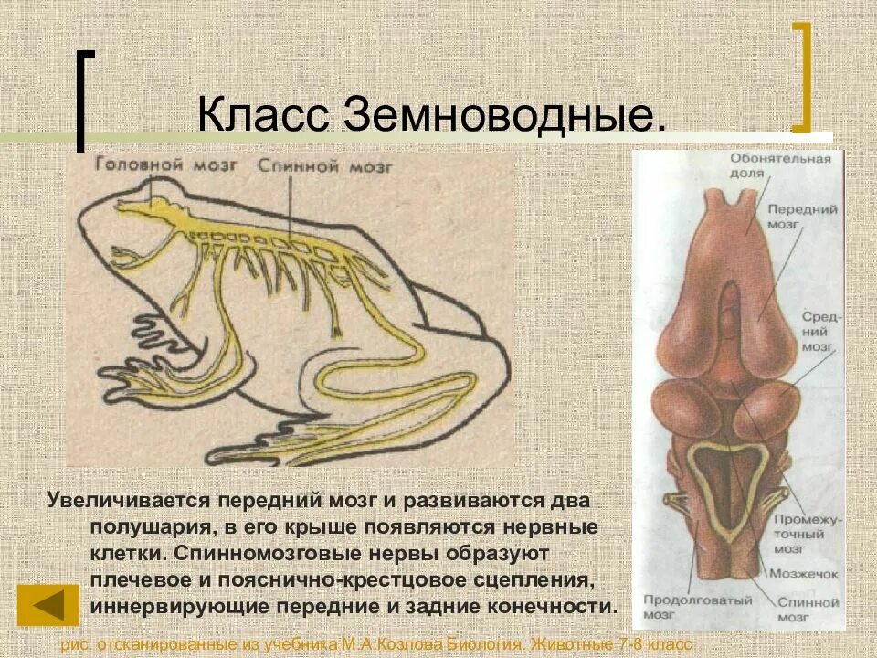 Развитие мозжечка у земноводных. Эволюция нервной системы земноводные. Головной и спинной мозг у земноводных. Нервная система земноводных 7 класс биология. Нервная система земноводных амфибий.