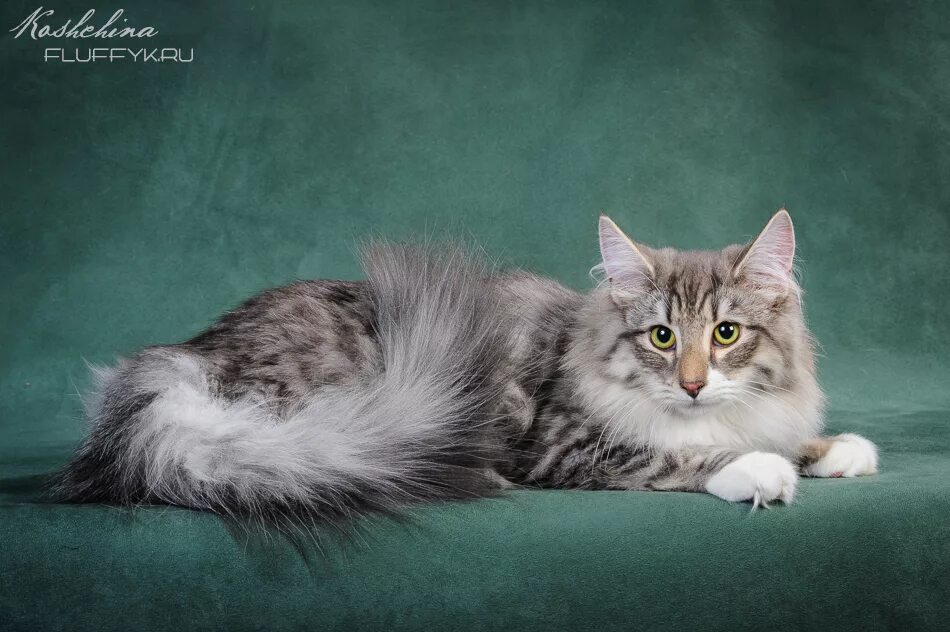 Мейн кун и норвежская лесная. Норвежская лесная сибирская и мейн кун. Мейн кун и норвежская лесная. Браун табби норвежская лесная. Норвежская лесная кошка и мейн кун.