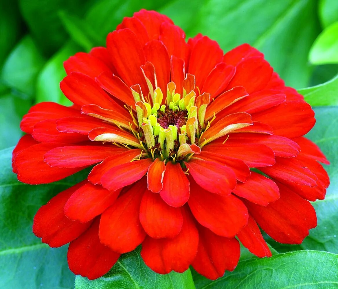 Циния кустовая сорта. Цинния изящная (zinnia elegans). циния захара красная. циния махровая низкорослая.